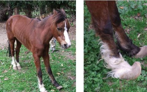 Pony Cashew was found rocking left to right on his limbs due to an untreated condition.