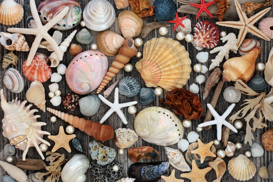 Seashell, driftwood, pebble and seaweed abstract background on rustic wood.