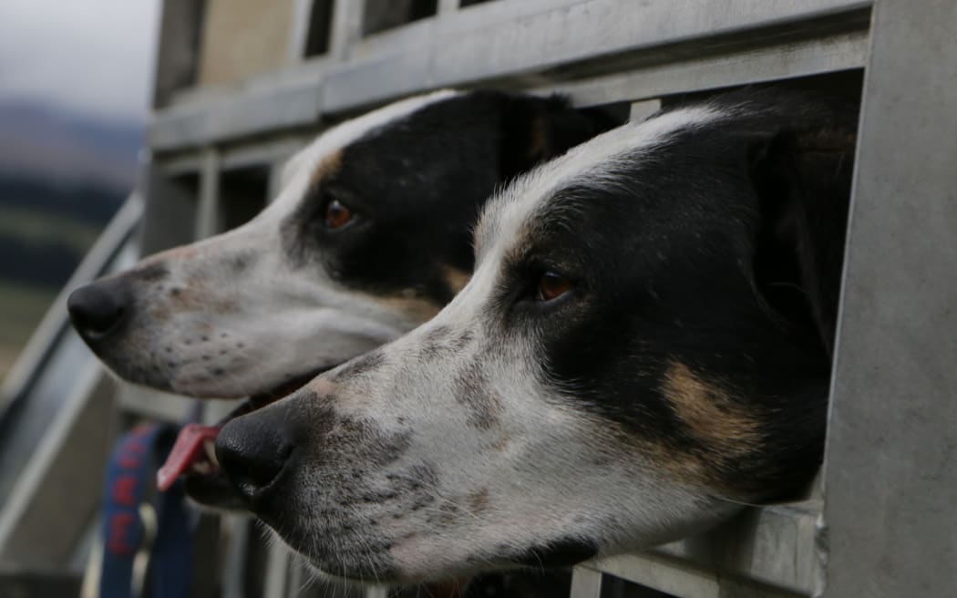 sheep dogs in ute