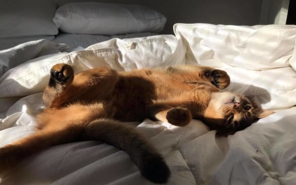 A cat owned by Jeremy