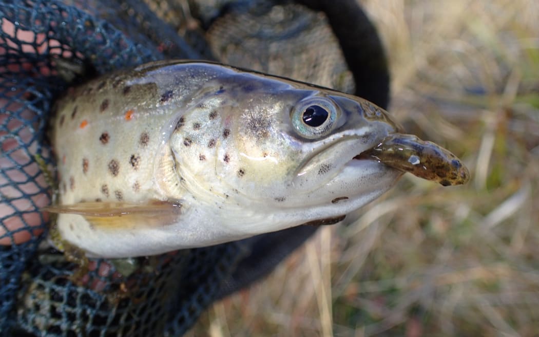 A close up of a grey spotty fish out of water with a smaller fish sticking out of its mouth.