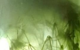Pond in a Jar