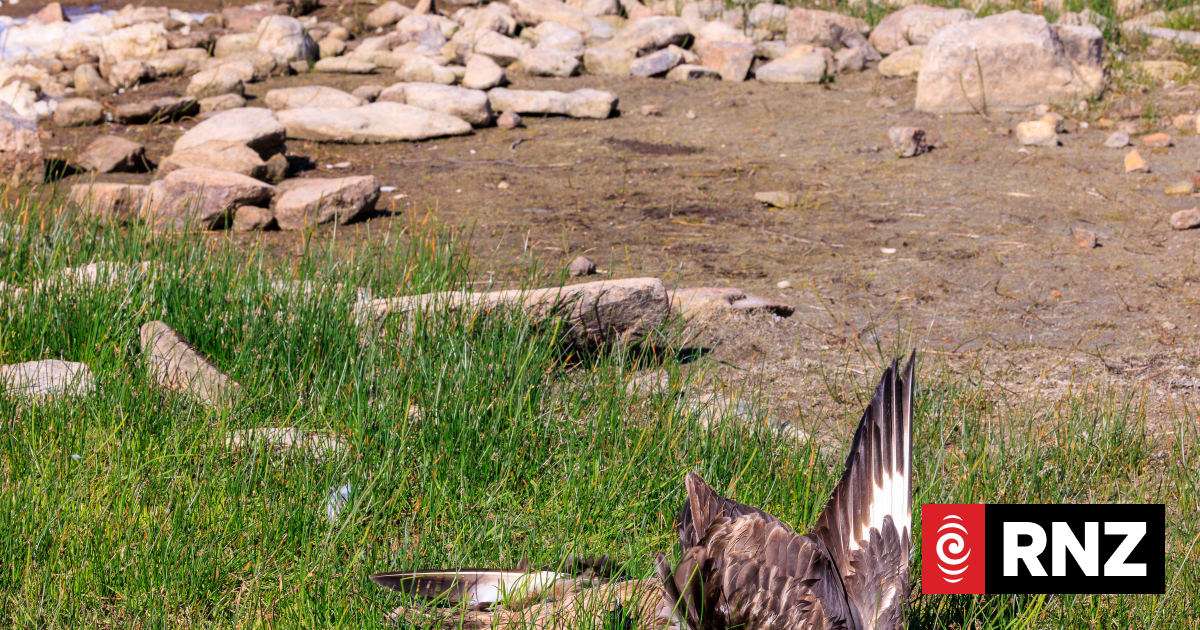 The H5N1 strain of bird flu has been confirmed in NZ. What now?