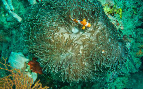 Marine Ecosystem.
