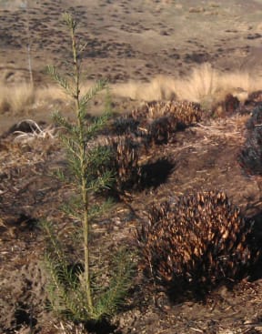 Seedling and burned tussock near Stony Creek Reserve.