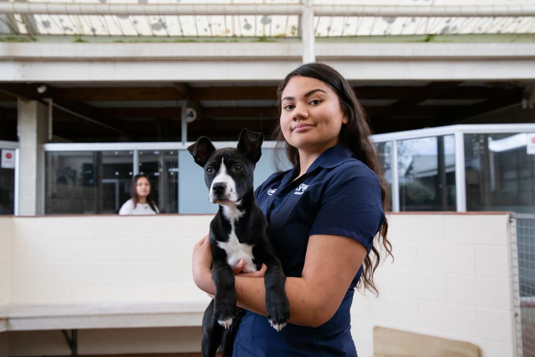 SPCA Auckland Canine attendant, Margaret Stanaway, holds a puppy