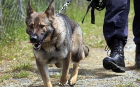 Police dog at the Police Dog Training Centre