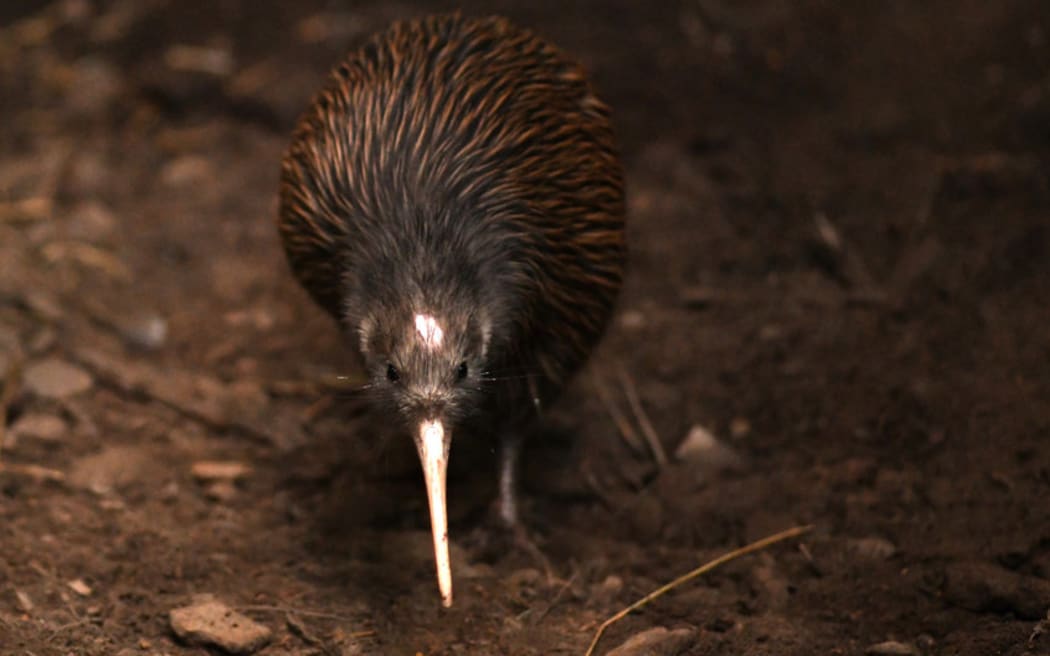The North Island brown kiwi, Apteryx mantelli.