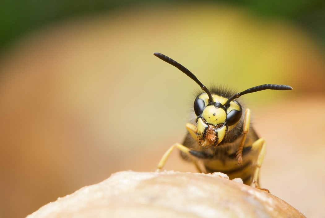 German wasp