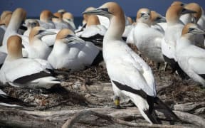 A large white seabird with a long dagger-like beak, dark tail feathers and yellow-dusted head stands on a piece of grey driftwood in front of lots of other seabirds of the same kind clustered behind it.