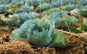 vegetables growing, generic