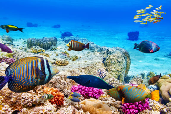 Researchers want the government to commit $10b to the reef over the next decade to ensure its survival.