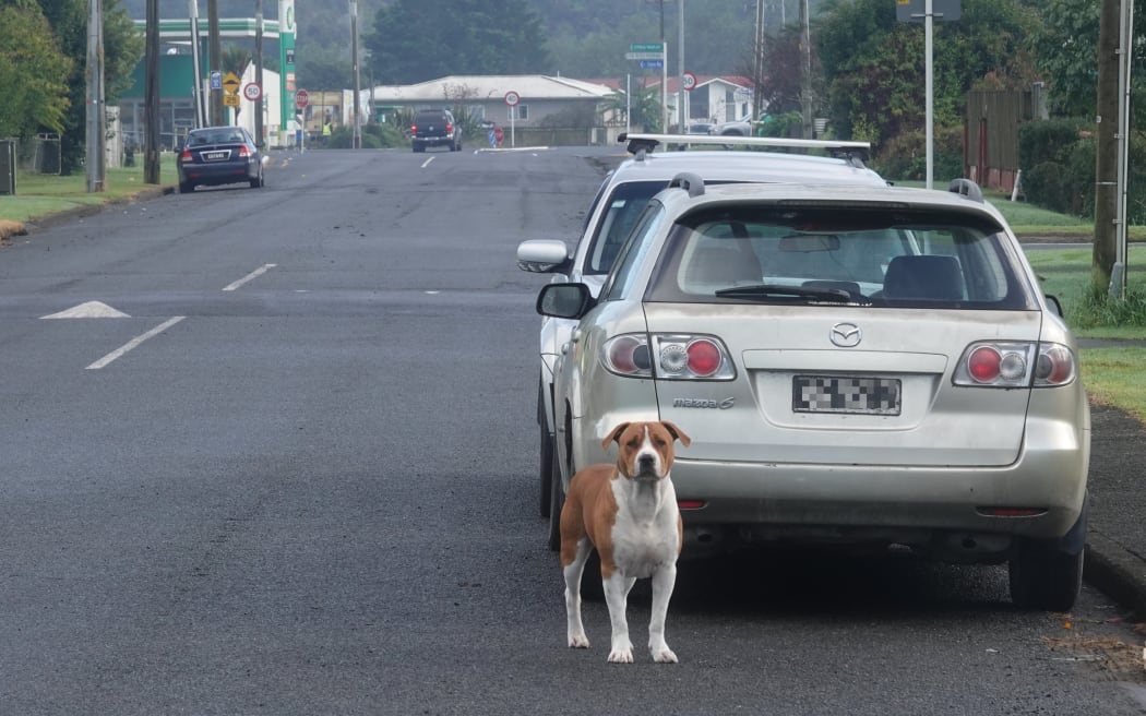 A wandering dog in Moerewa in the Far North.