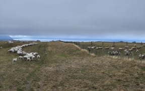 Because of the cool climate in Tihoi, Ruby Mulinder and Sean Nixon's farm urgently needs rain before temperatures drop further and halts any chance of grass growing.