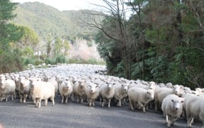 Sheep on road