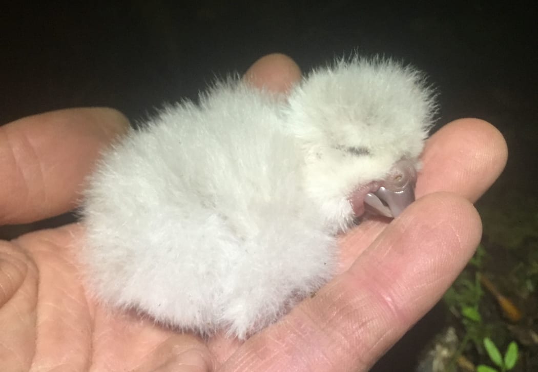 In the bumper 2019 kākāpō breeding season the first chick hatched in late January and the final chick hatched in late April.