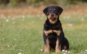 Rottweiller puppy sitting in the meadow .