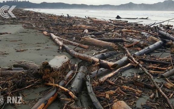 Is this the end for forestry on the East Coast