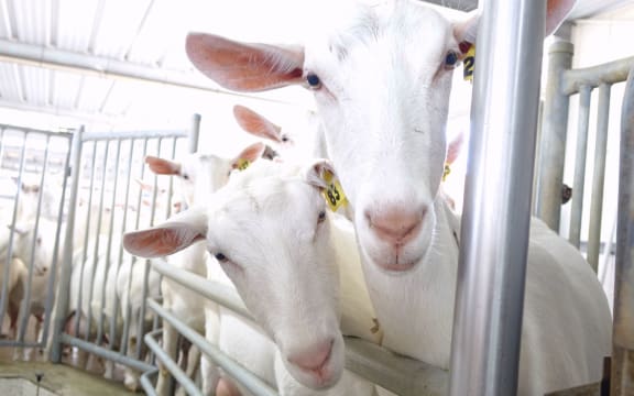 Two goats with their heads over metal railings