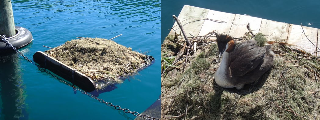A floating nest platform, and a grebe incubating with one egg visible
