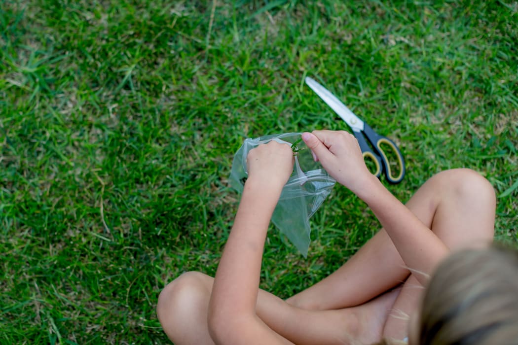 Young citizen scientists are being asked to cut and freeze grass to help measure changes to fossil fuel levels during and after lockdown.