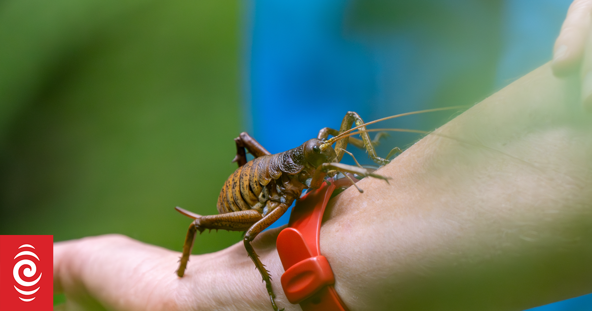 100 critically endangered Mahoenui giant wētā released into Taranaki's Rotokare Sanctuary