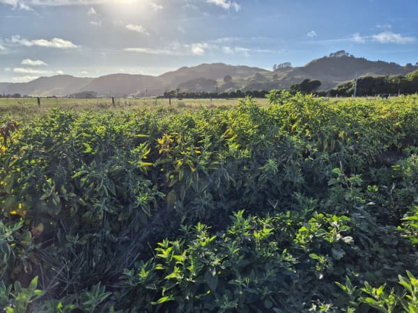 The family is involved in Venture Taranaki's Branching Out trial, growing a range of botanicals and medicinal plants including liquorice, angelica, and ashwagandha.