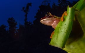 Rainforest in Ecuador.