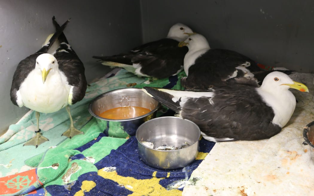 At the Wellington Bird Rehabilitation Trust facility in the Ohariu Valley north of Wellington. Birds possibly poisoned