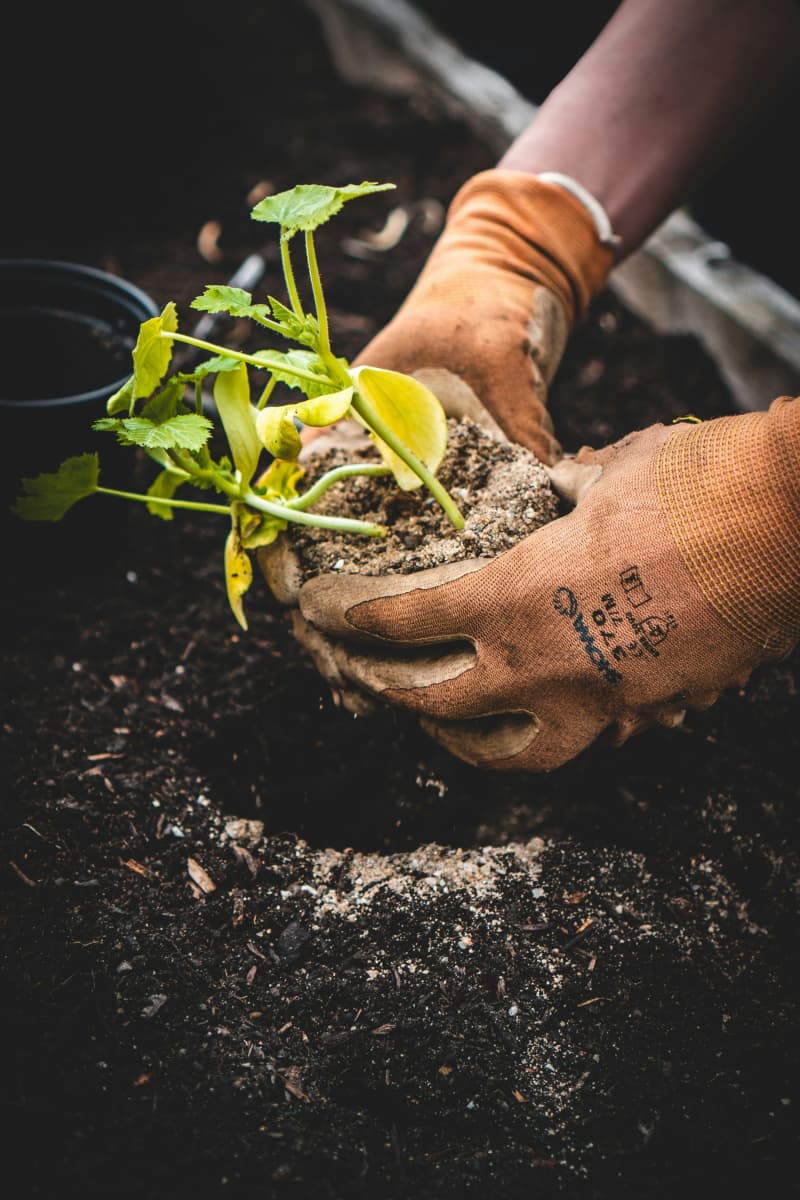 Many swear by gardening as a mood booster - does the evidence back this ...