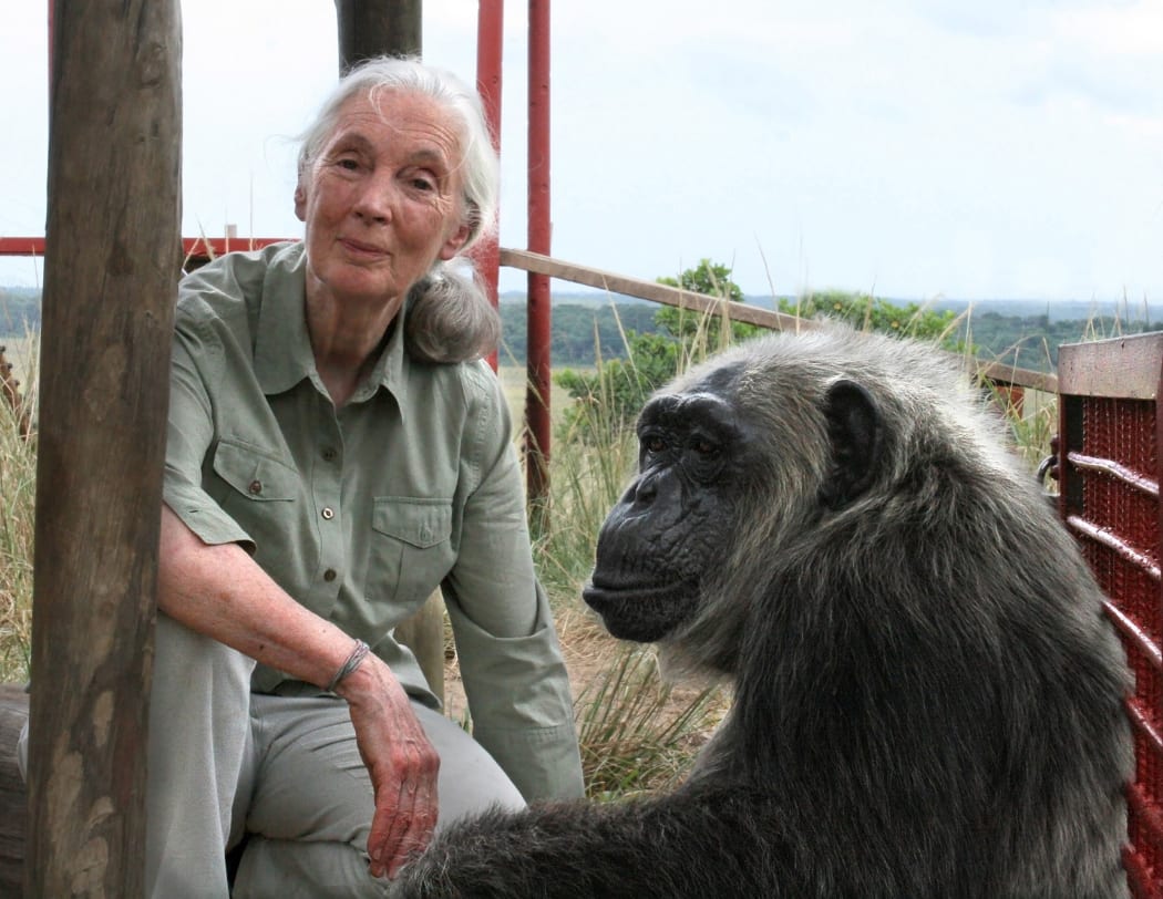 Jane Goodall with chimp