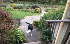 Tucker the dog