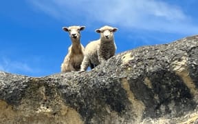 Curious sheep perched on Elephant Rock, limestone formations, in North Otago