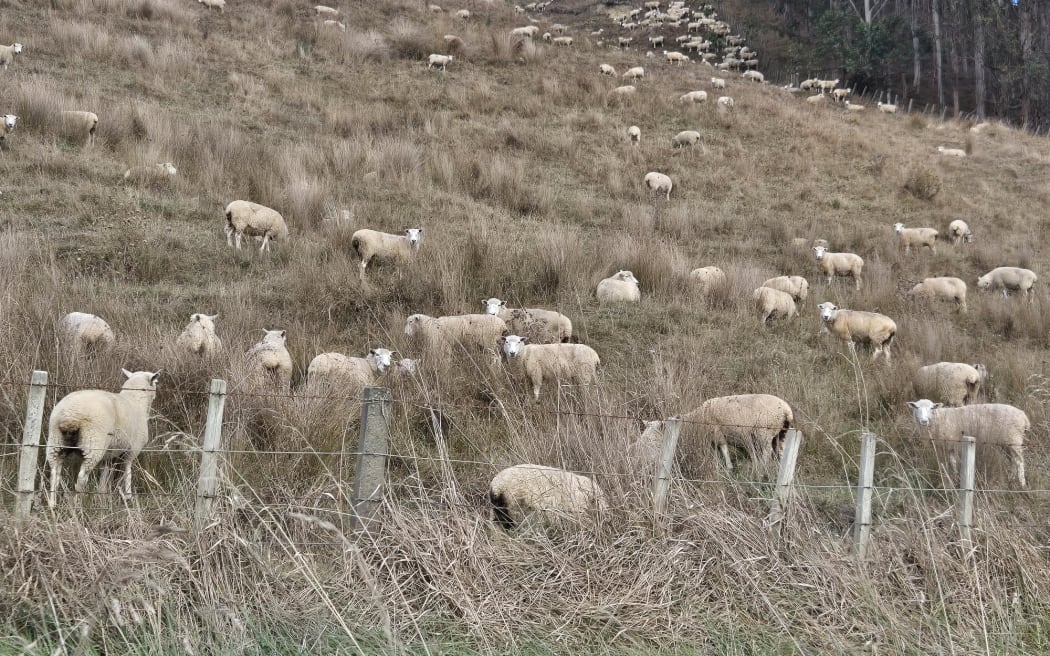 Sheep grazing near Whanganui.