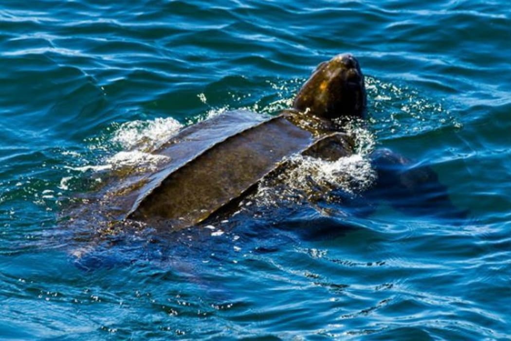 Critically endangered leatherback sea turtles are back in the bay.