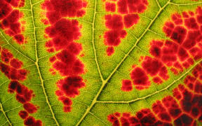 Autumn - close-up view of a vine leaf in back light.