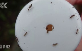 Kapiti Coast locals at war with ants