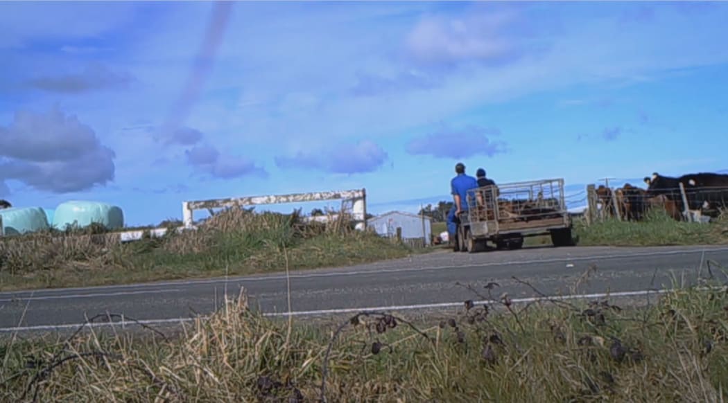 Farmwatch's latest investigation involves about 10 farms in Taranaki and Waikato, from August this year.