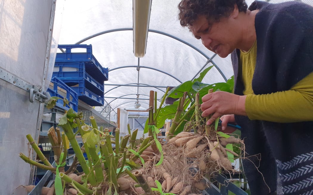 Natalie Tolchard checks over dahlia tubers