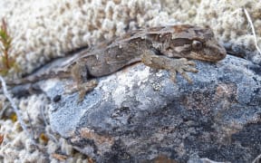 Cupola gecko