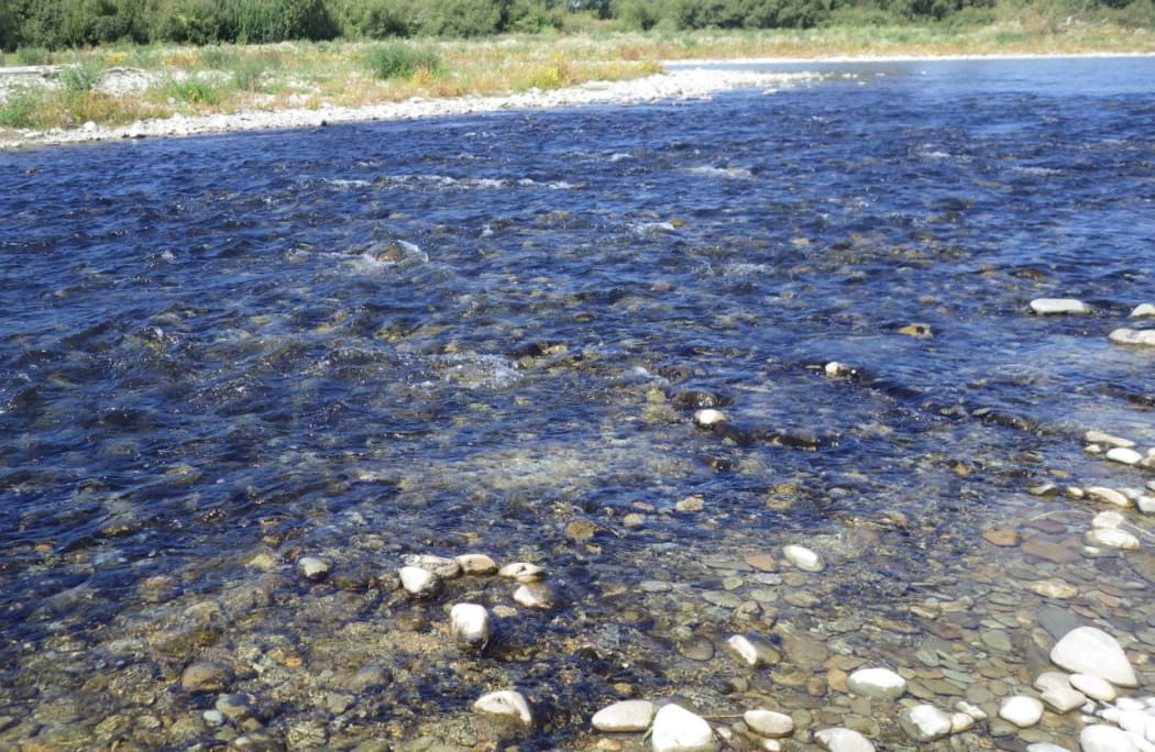 Potentially toxic benthic cyanobacteria in the Opihi River at SH1.