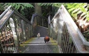 Titirangi’s roaming chickens could be rehomed – or culled