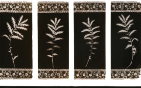 Feathers and Ferns, from 'Book Marks' series 2013, cameraless photogenic drawing