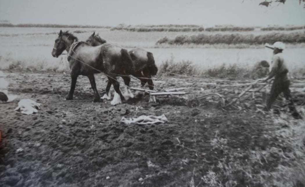 Basanta Singh, Gurnek's great-grandfather, ploughing with his horses in Pukekohe in the 1940s.