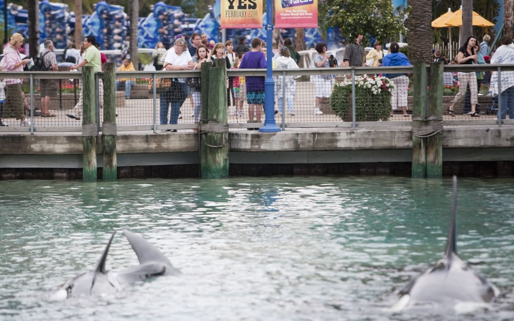 Guests watch an orca display near the exit of SeaWorld February 24, 2010 in Orlando, Florida.
