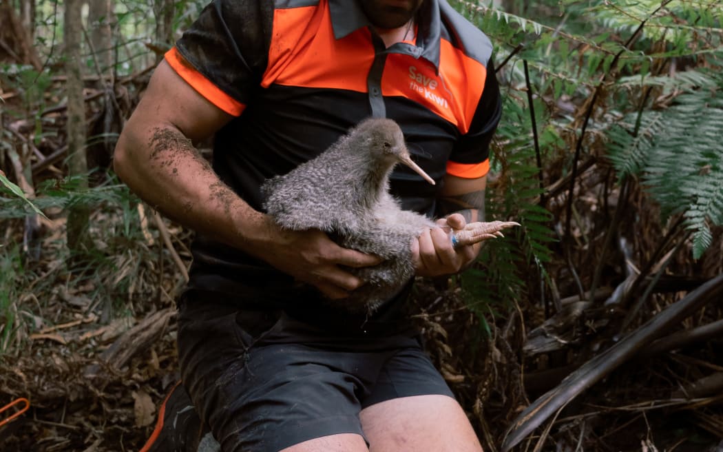 Save the Kiwi