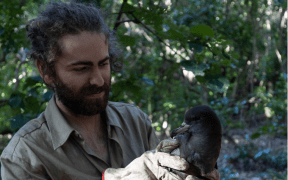 Predator free apprentice Simon Lamb with a shearwater on Ohinau Island.