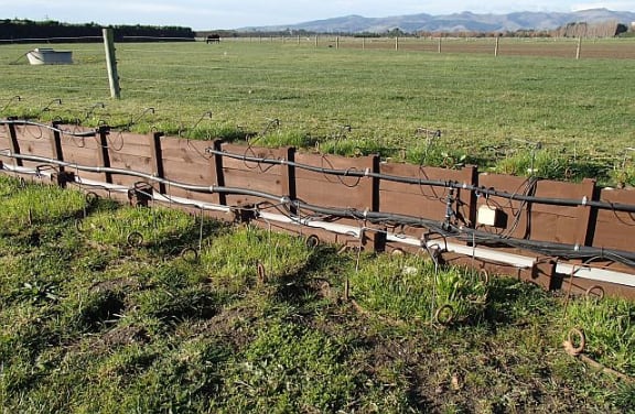 These lysimeters (marked by circles of vigorous plant growth) are in situ in a paddock