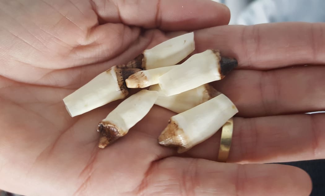 Teeth, collected over many decades, have revealed significant changes in the diet of New Zealand sea lions.