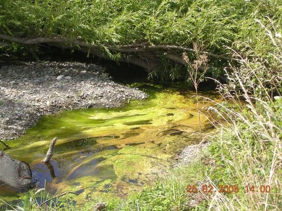 Toxic algae can choke rivers which have a high concentration of nutrients.